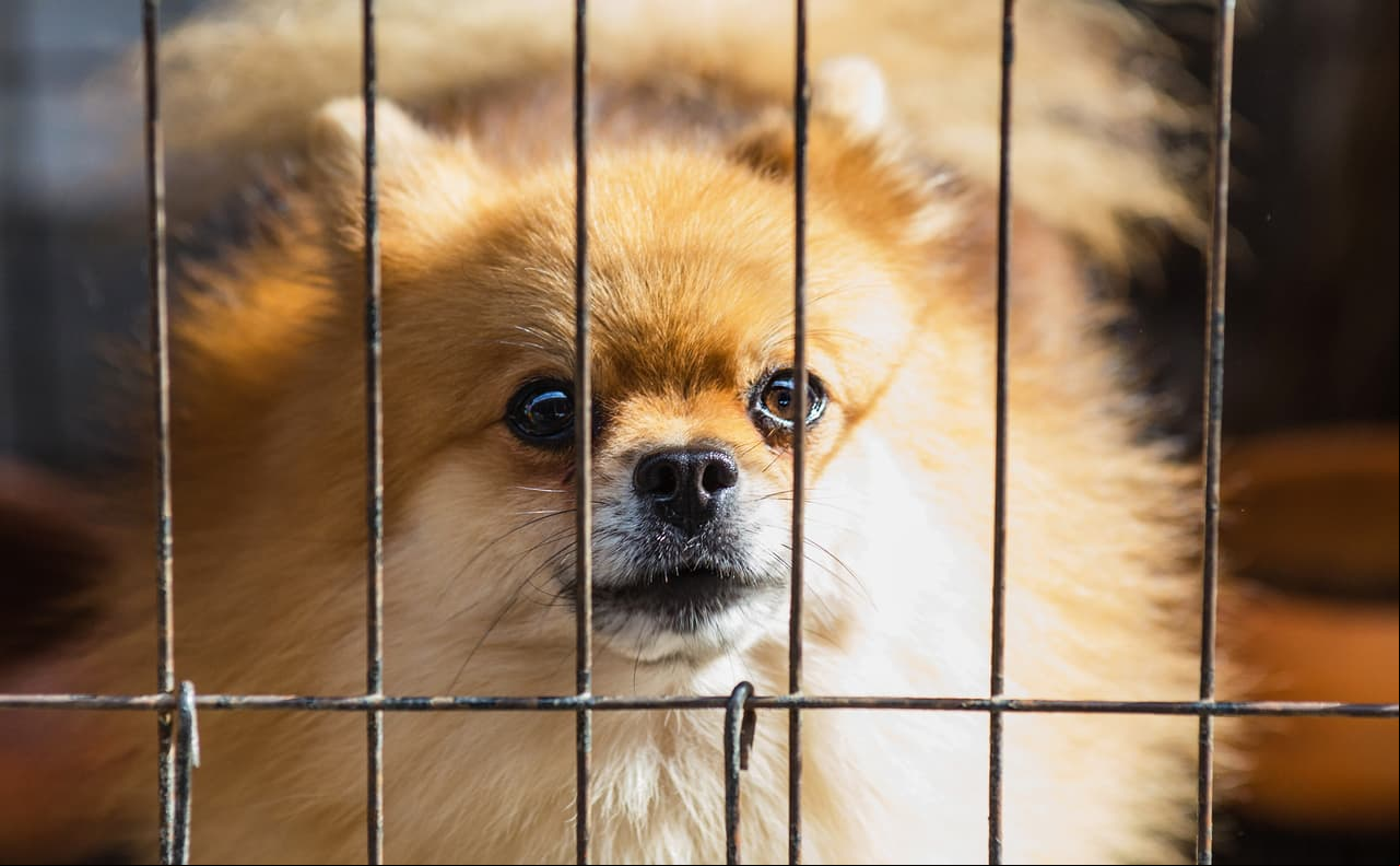 <b>Jaulas especiales:</b> 
<br>
<br>Recomendadas para animales medianos ; debes ubicarlas de la misma manera que las cajas transportadoras.