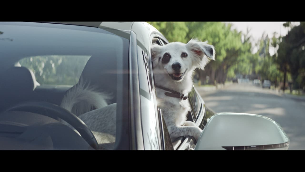 <b>Mantenerlo dentro de la cabina todo el tiempo:</b>
<br>
<br>Evita que 
<b>viaje con la cabeza fuera de la ventana. </b>Es divertido (y adorable) pero el riesgo para la mascota es elevado. 
<br>Podría ser impactado por algun escombro significativo, sus ojos pueden sufrir el impacto de partículas sólidas y lastimarlo y en caso de un choque el animal podría sufrir heridas graves.