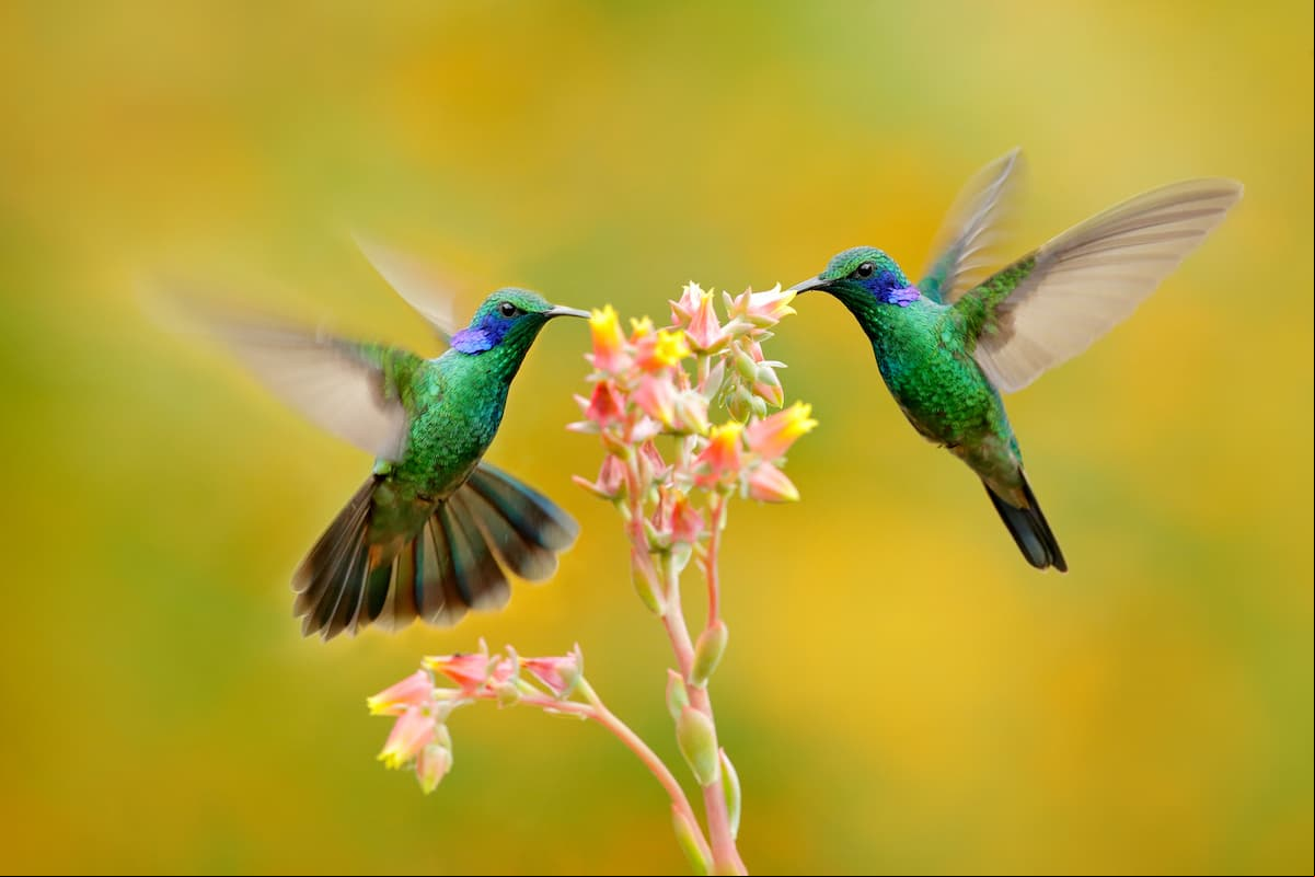 ¿Quieres ver colibríes en tu jardín o tu ventana? 14 plantas para atraerlos