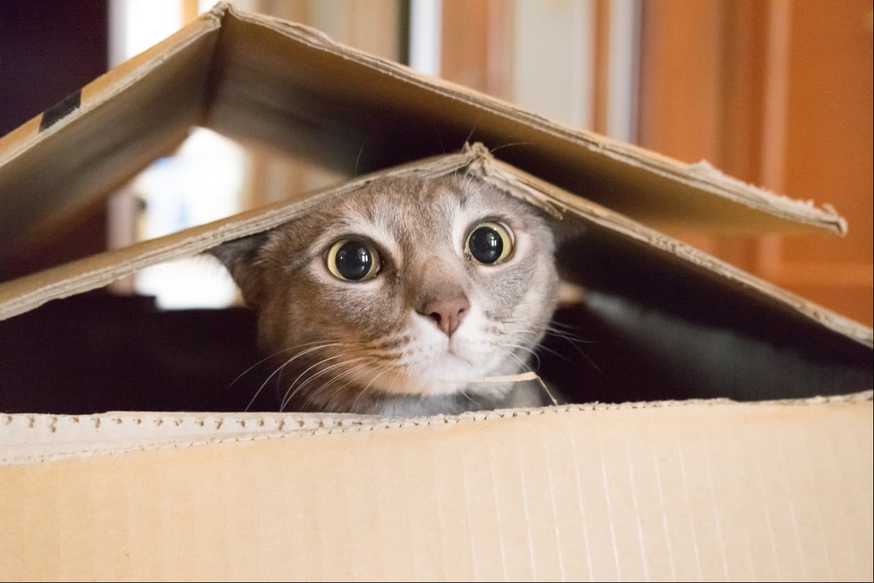 Los gatos tienen 7 personalidades básicas: descubre si tu mascota es feliz