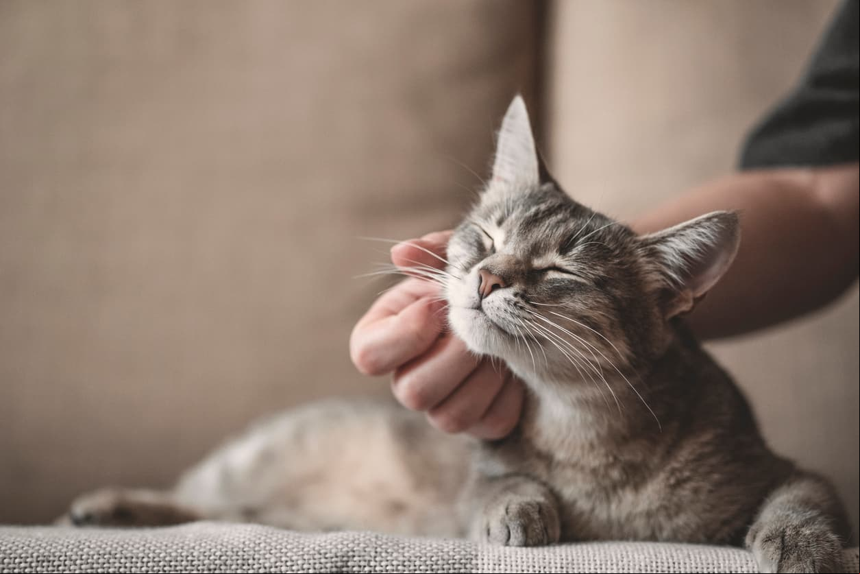 Tu gato piensa que eres su mamá: una sencilla prueba te hará saber si te ama de verdad
