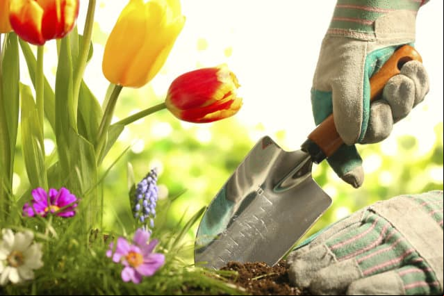 3 tips para cuidar la huerta en mayo que tenés que conocer