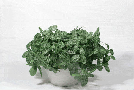 Este truco para salvar tus plantas de interior es tan simple que deberías conocerlo