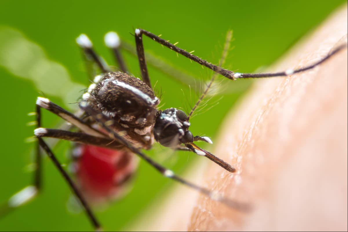 ¿Por qué eres un imán para las picaduras de mosquitos? Un estudio lo explica