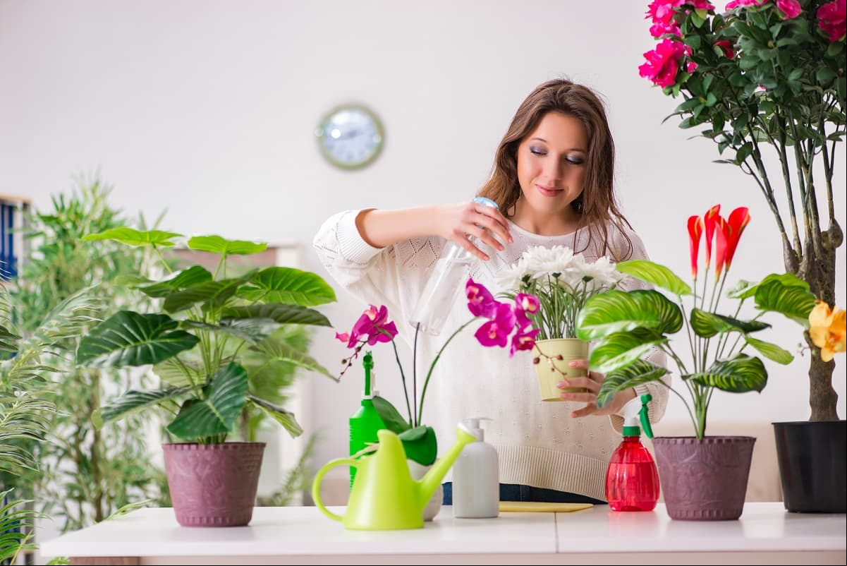 No más plantas moribundas, revívelas con unos sencillos trucos  