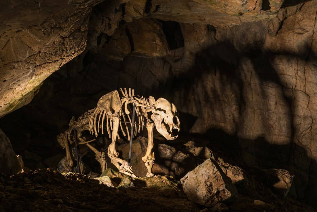 Un oso prehistórico quedó congelado en Rusia y tenía hasta la nariz intacta