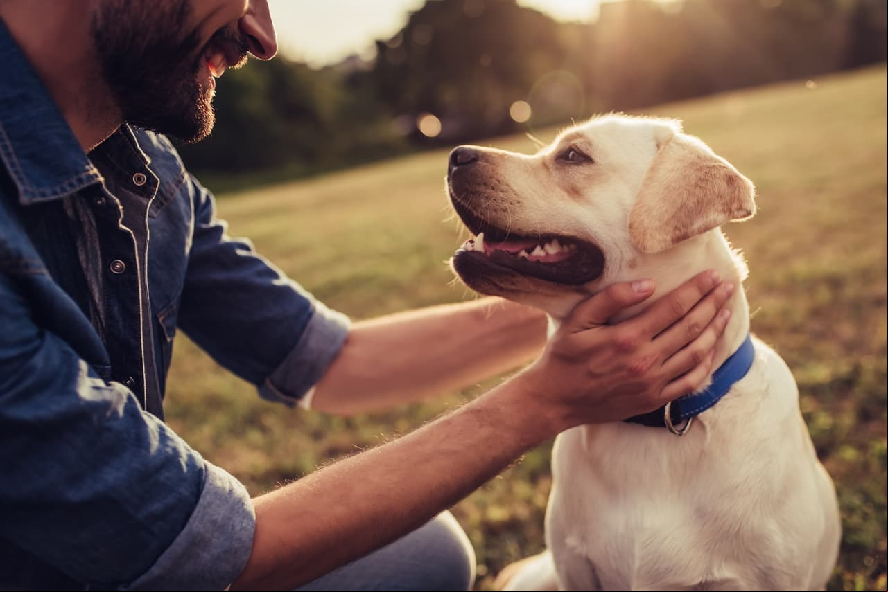 Tu perro tenía razón en ladrarle a tu ex: un estudio demuestra que reconocen quién es malo